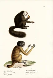 Saki blanc, 1824